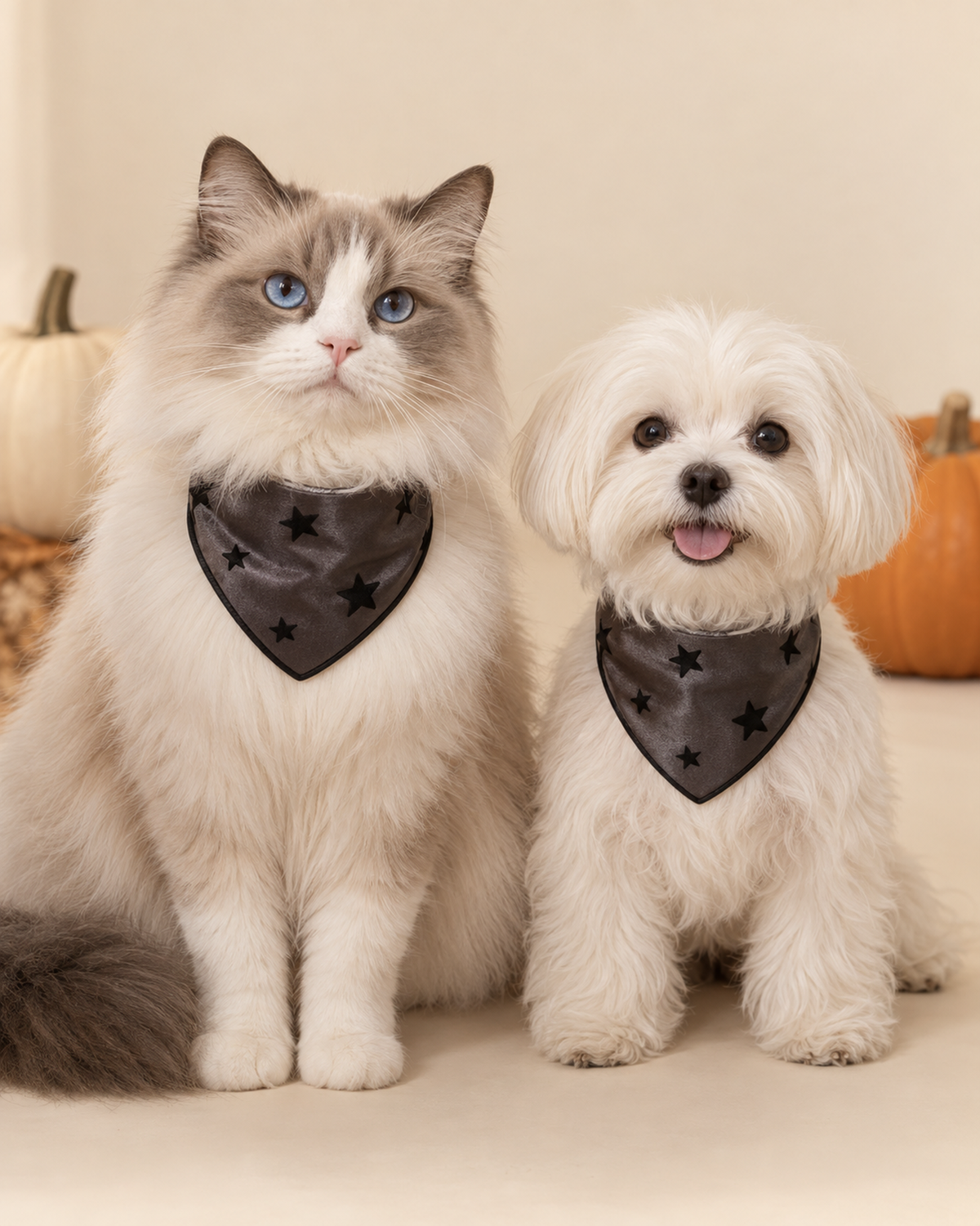 Spooky Sweetheart Collar