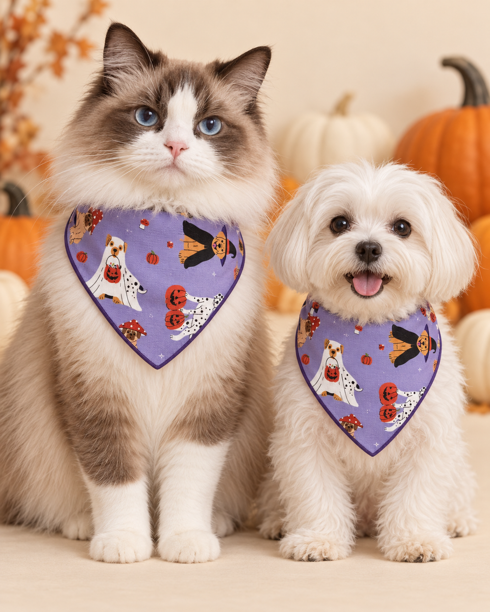 Spooky Sweetheart Collar