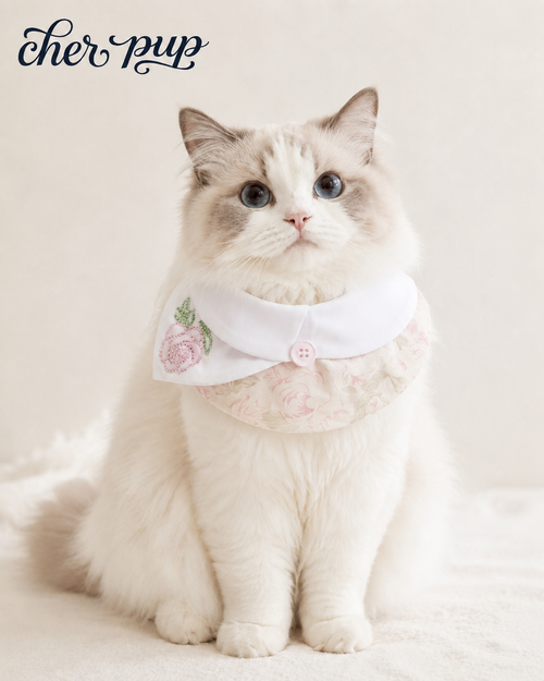 Charlotte Rose Collar on cat - front view