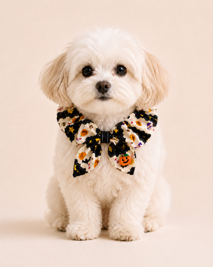 Spooky Sweetheart Collar on small dog