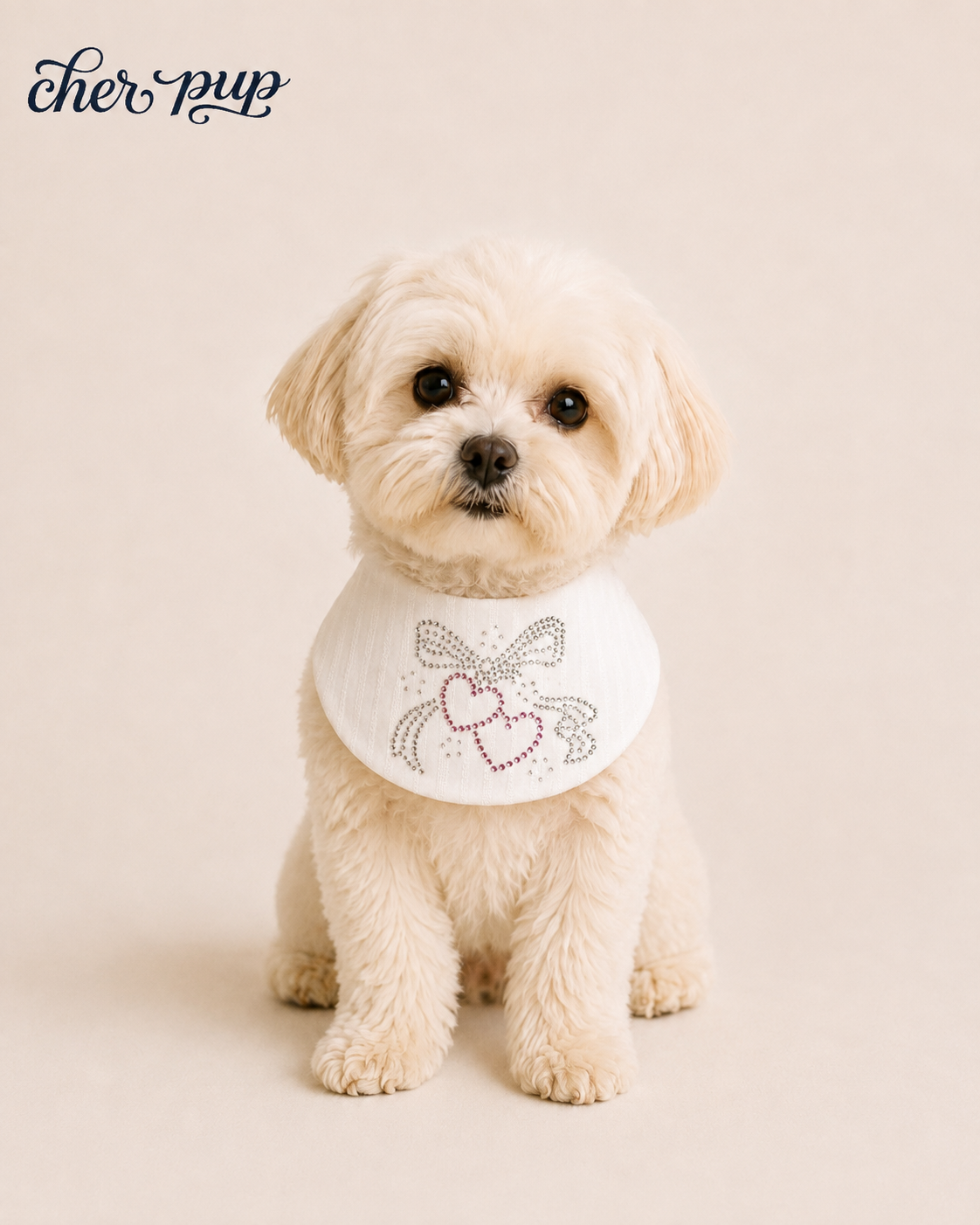 Amour Bow Collar on dog