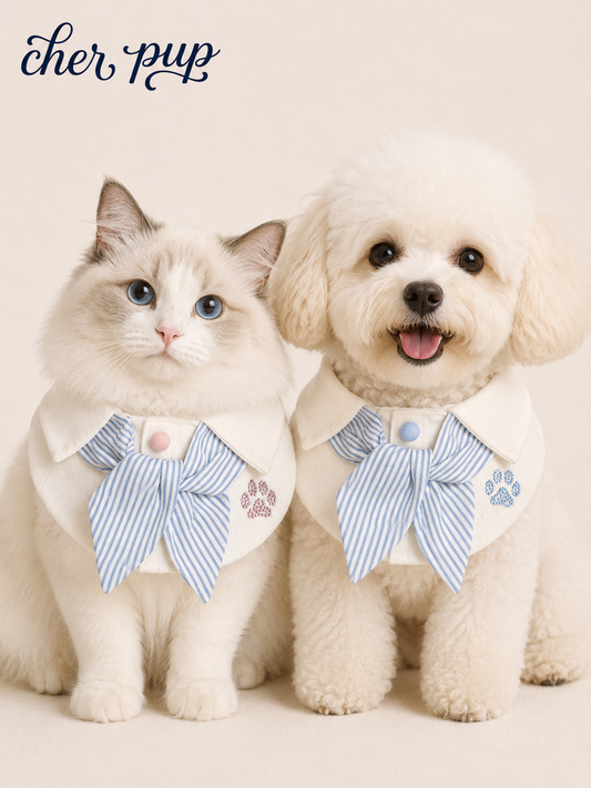 Campus Crush Collar Set on Ragdoll cat - blue edition